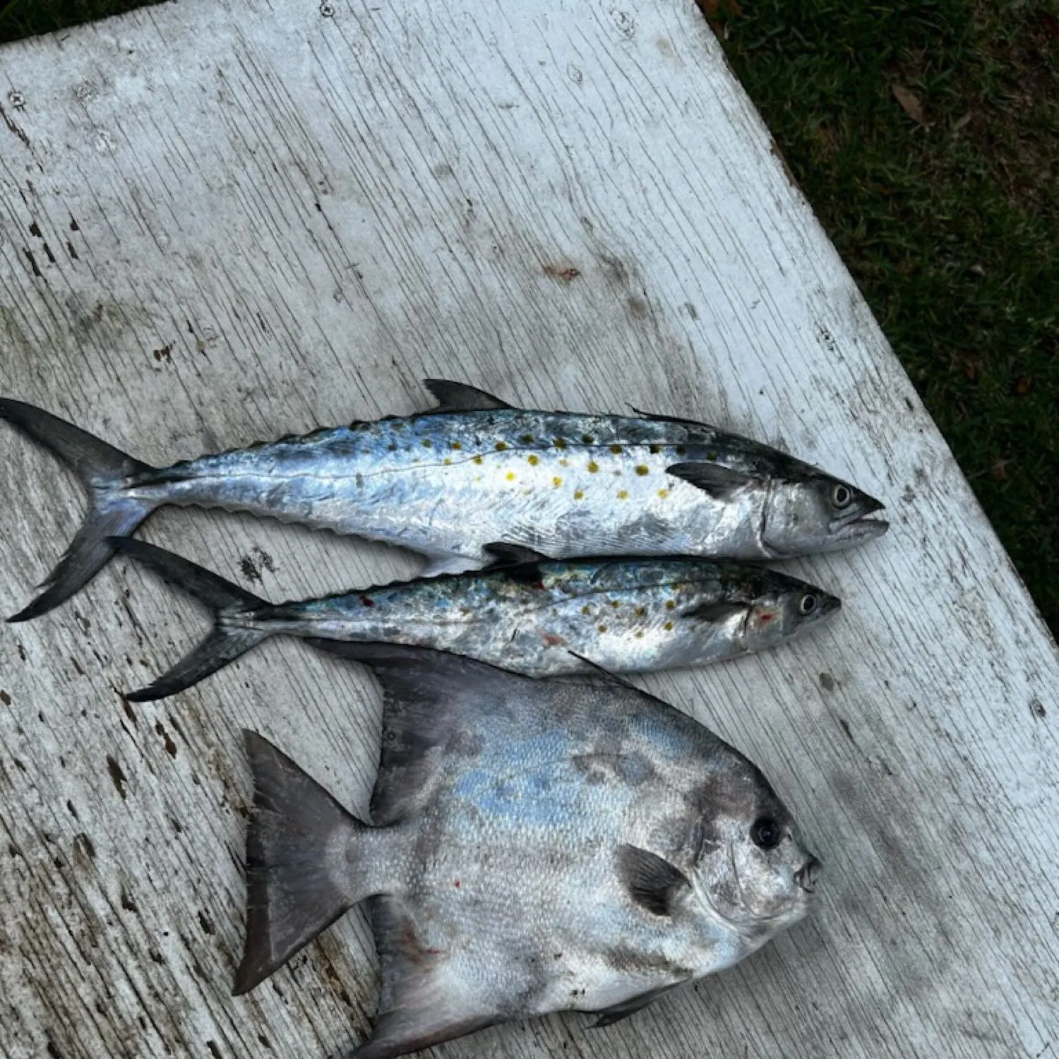 angler catch