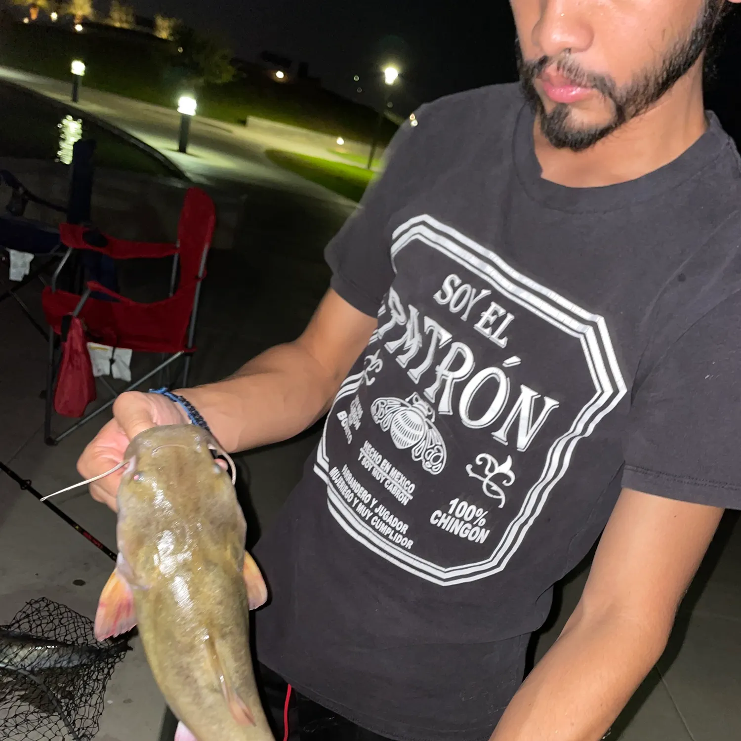 Flathead catfish caught on Fishbrain