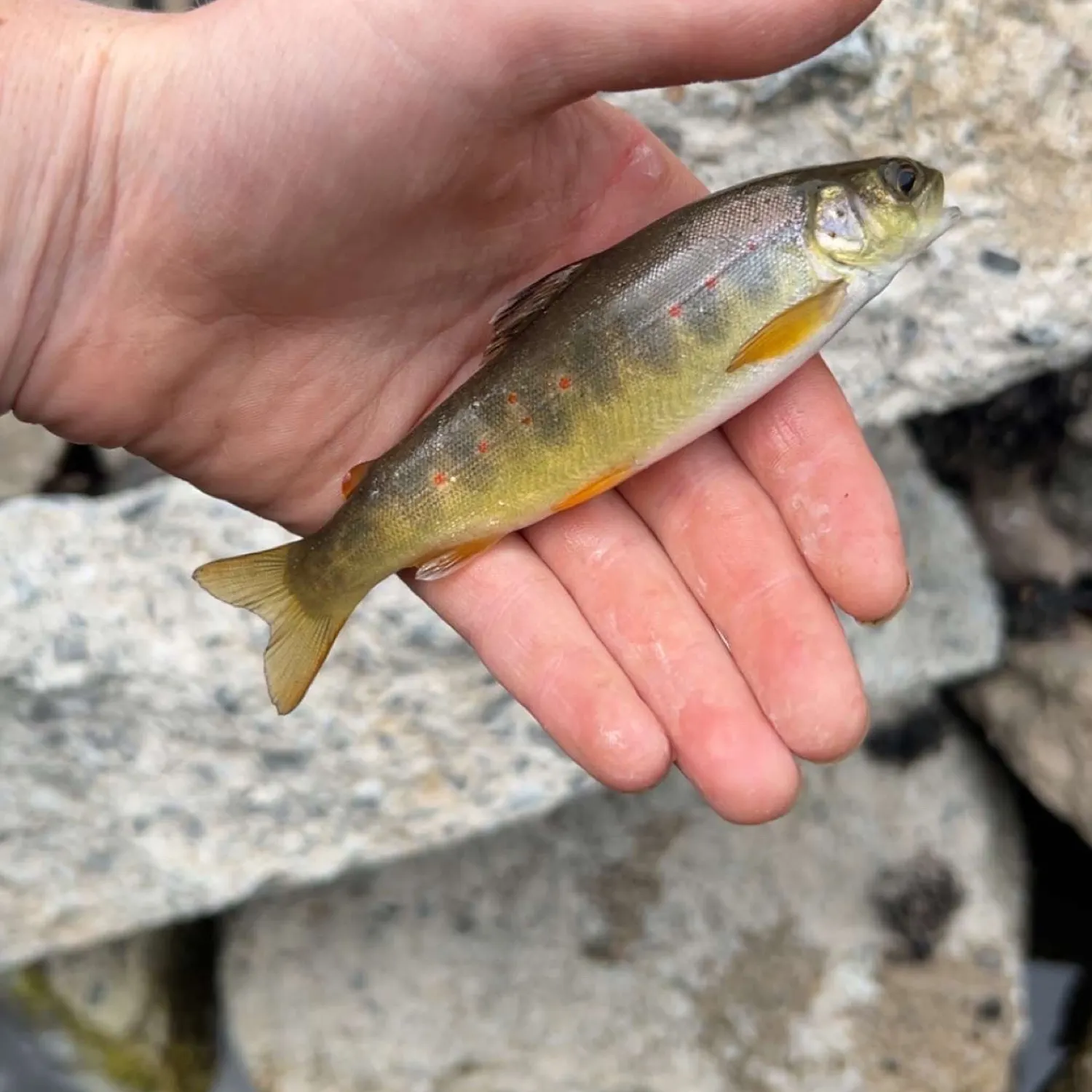 The most recent Brown trout catches on Fishbrain