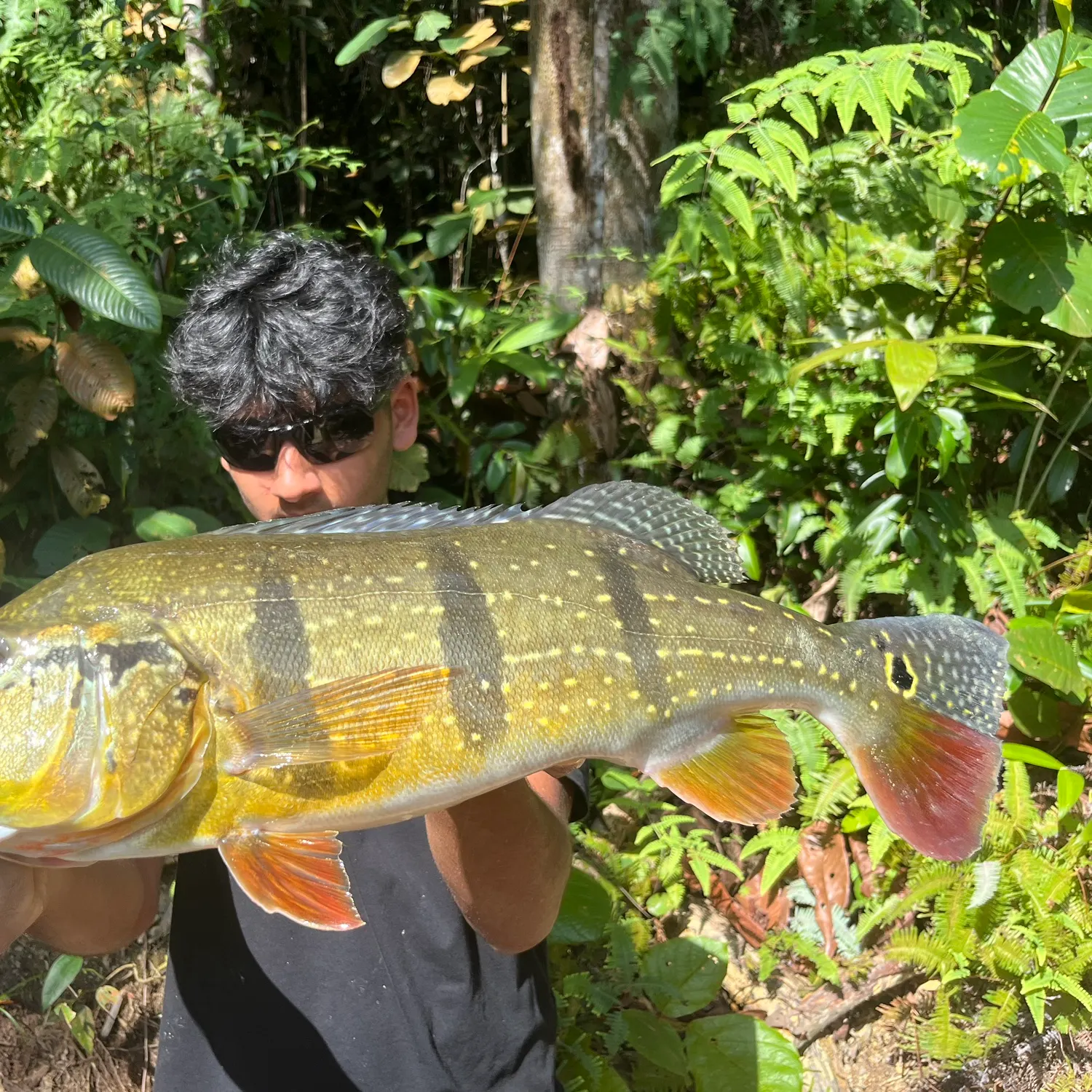 The most recent Speckled peacock bass catches on Fishbrain
