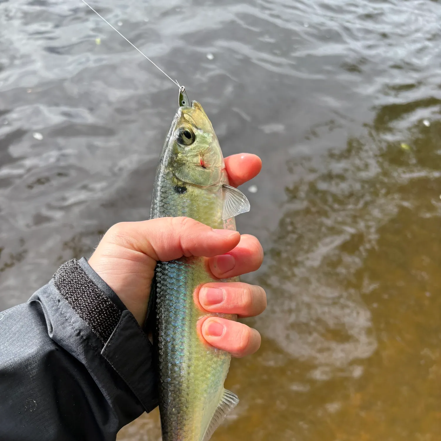 The most recent Alewife catches on Fishbrain