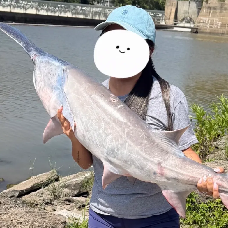 The most recent Paddlefish catches on Fishbrain