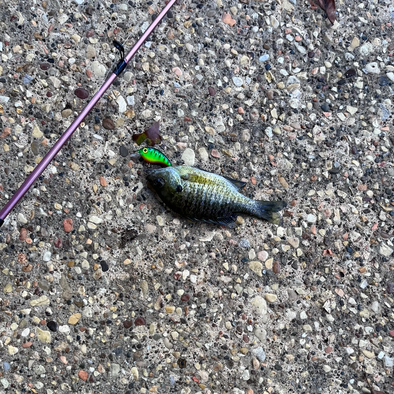 Bluegill caught on Fishbrain