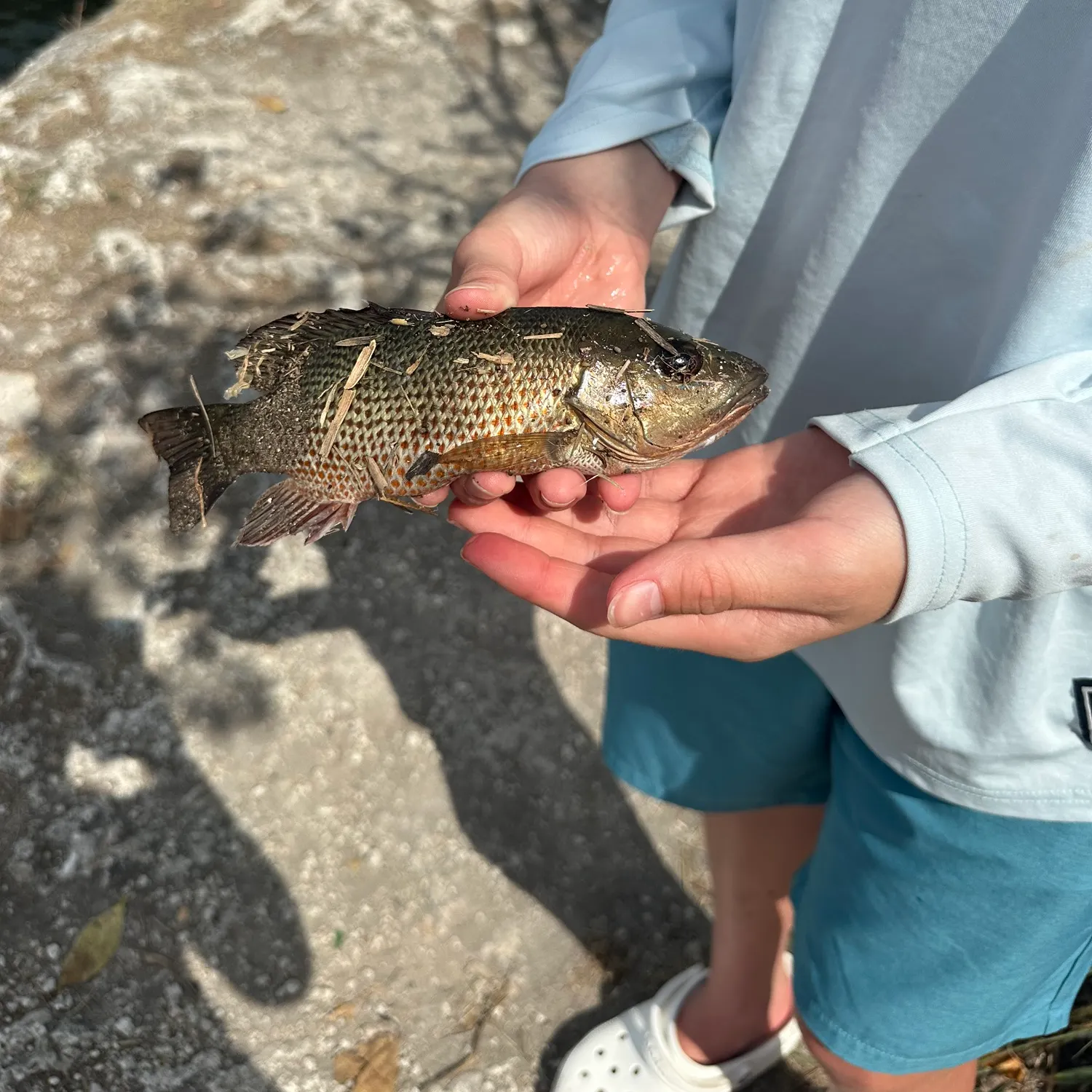 most liked catch image