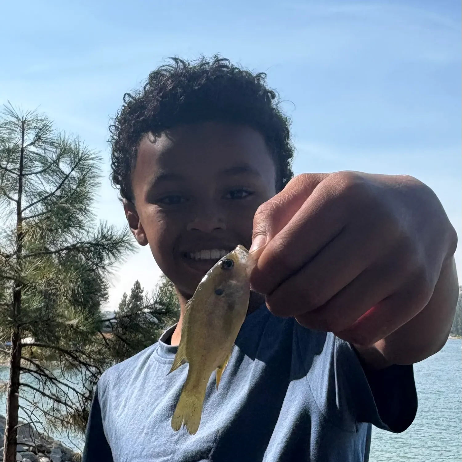Green sunfish caught on Fishbrain