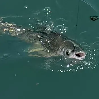 Grass carp caught on Fishbrain
