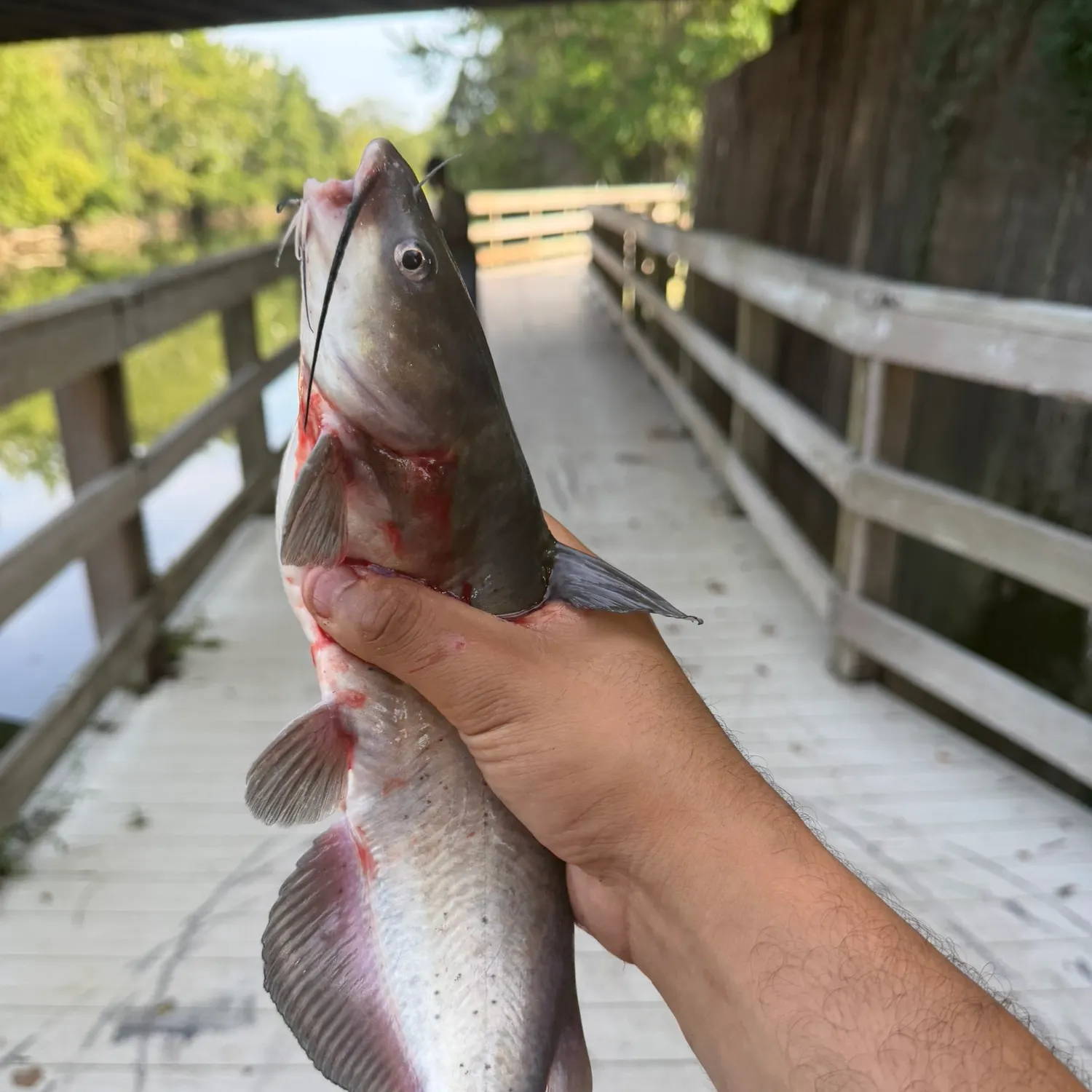 catch