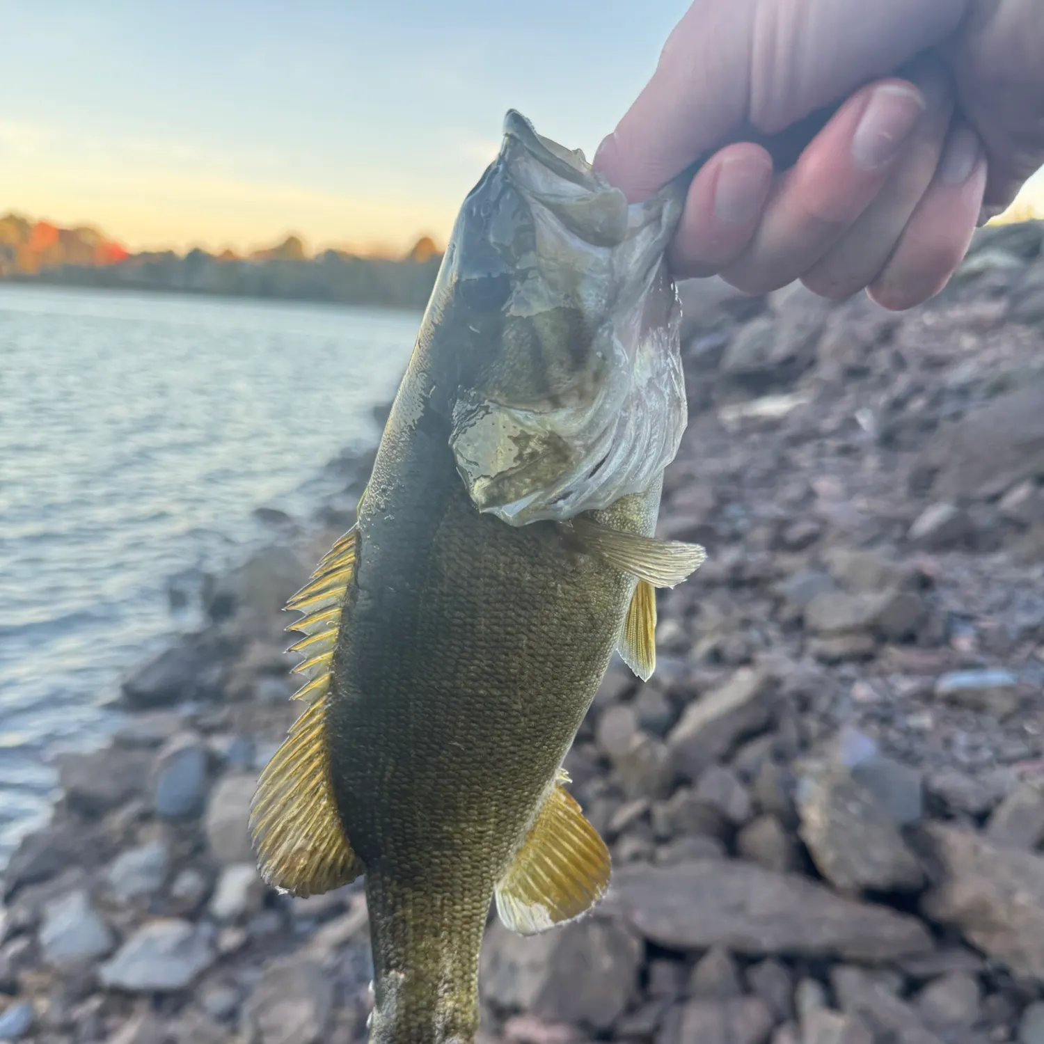 Smallmouth bass caught on Fishbrain