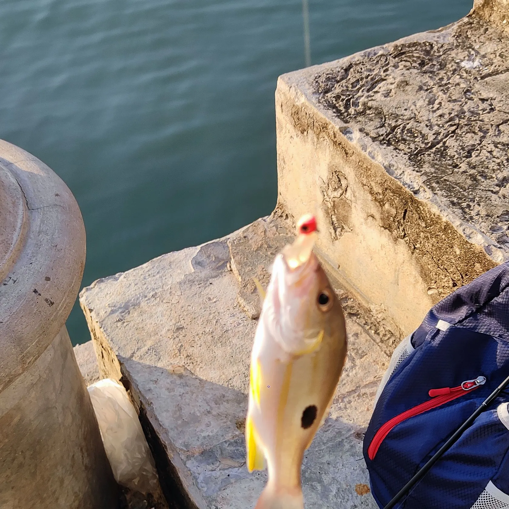 The most recent Spotted rose snapper catches on Fishbrain