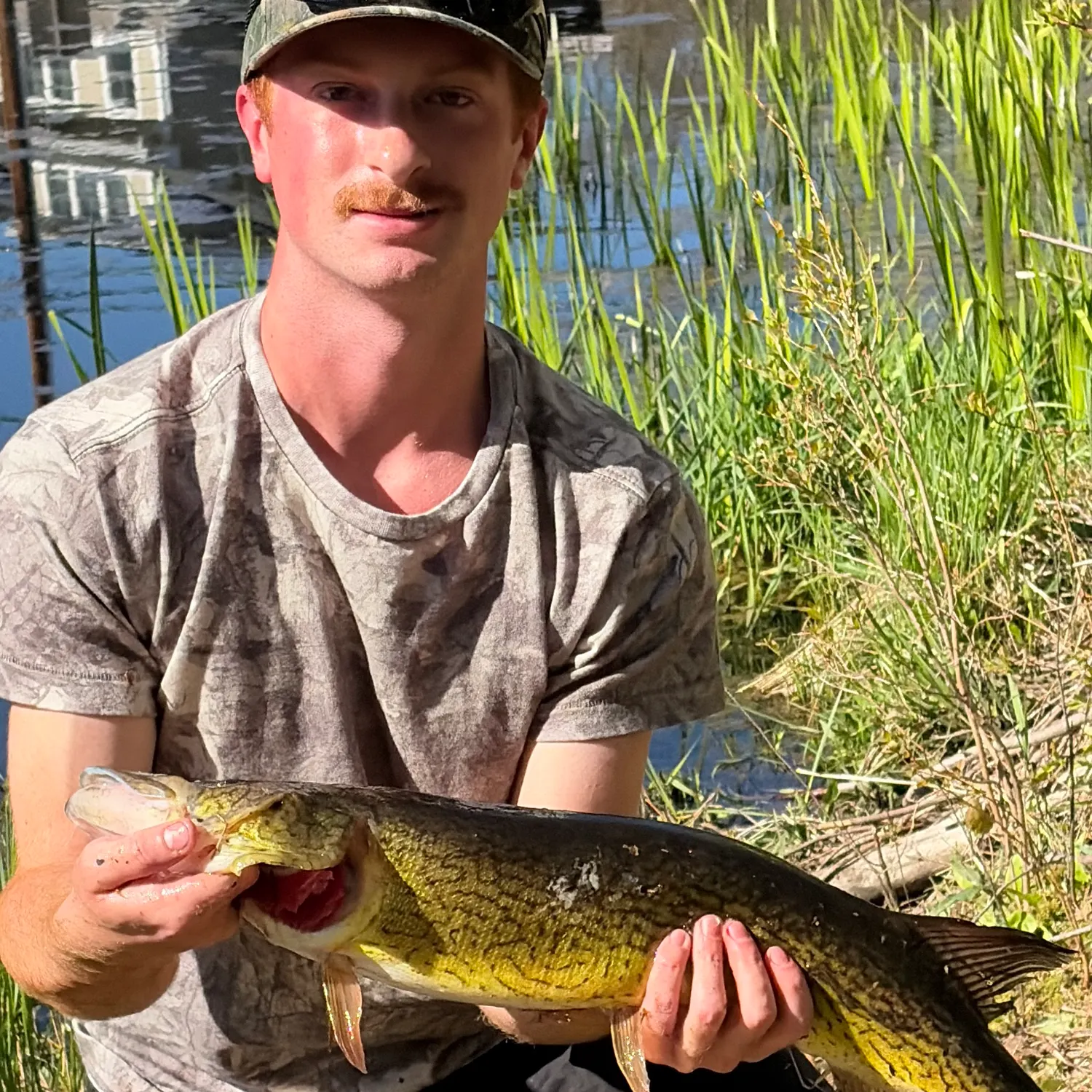 The most recent Chain pickerel catches on Fishbrain