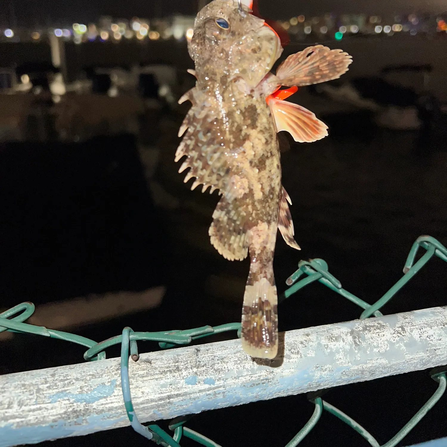 The most recent California scorpionfish catches on Fishbrain