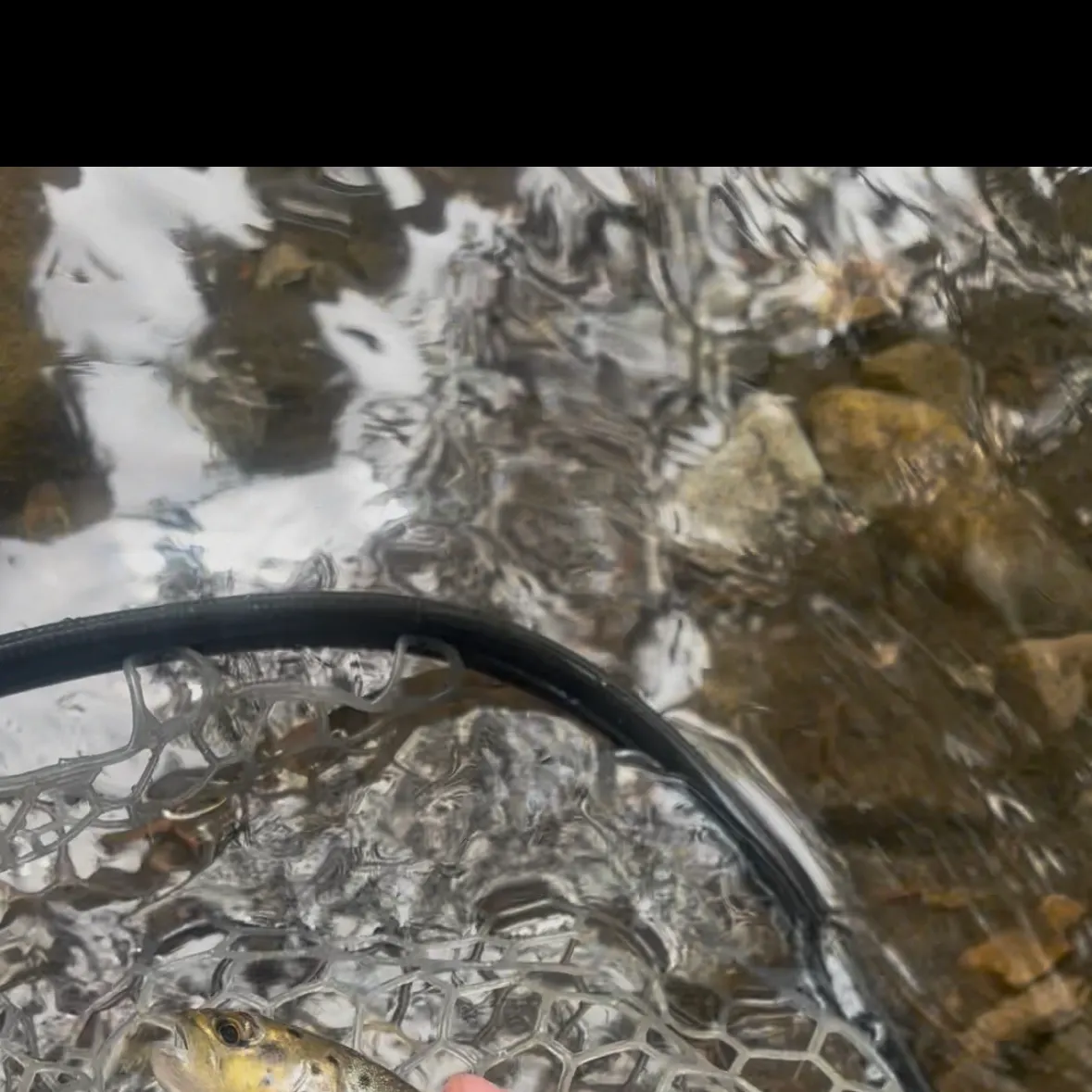 Brown trout caught on Fishbrain