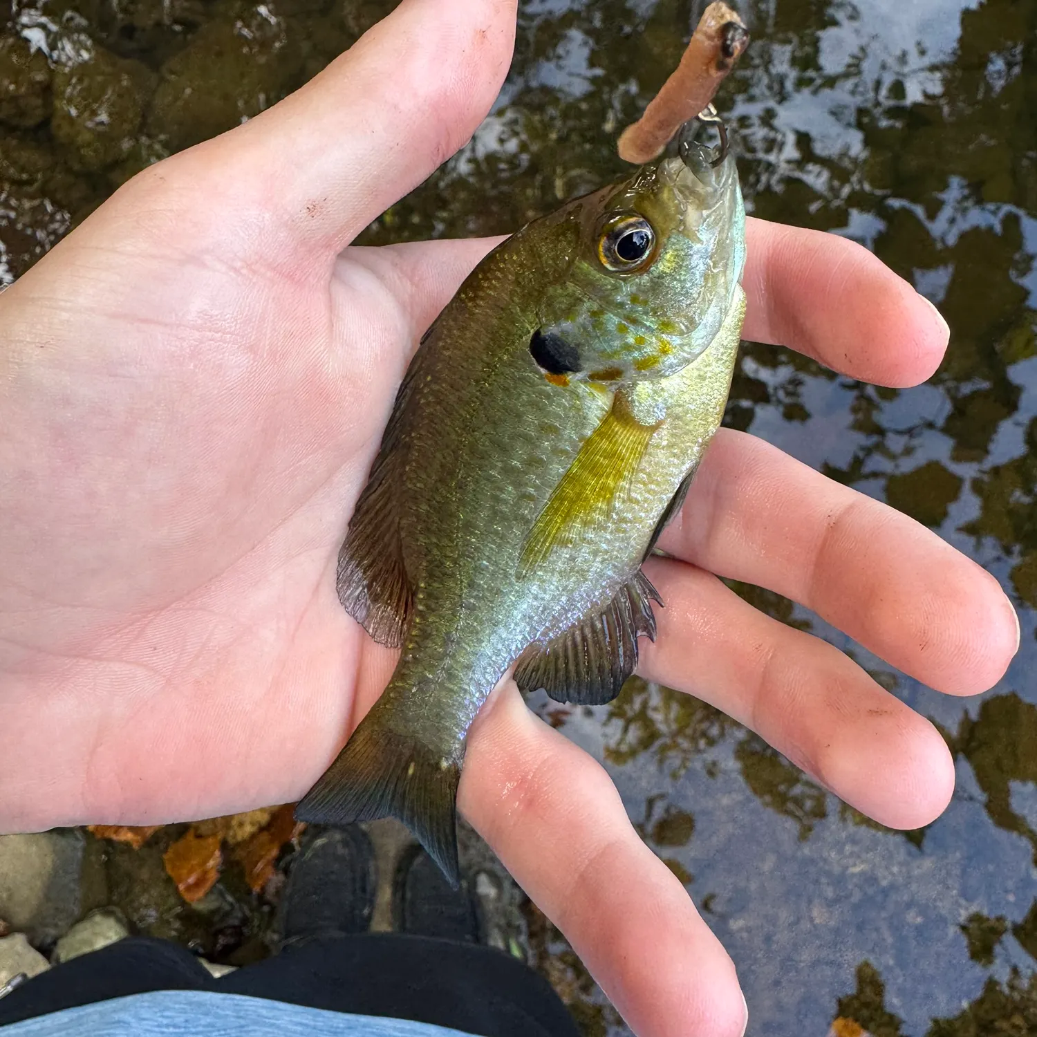 Redear x bluegill caught on Fishbrain