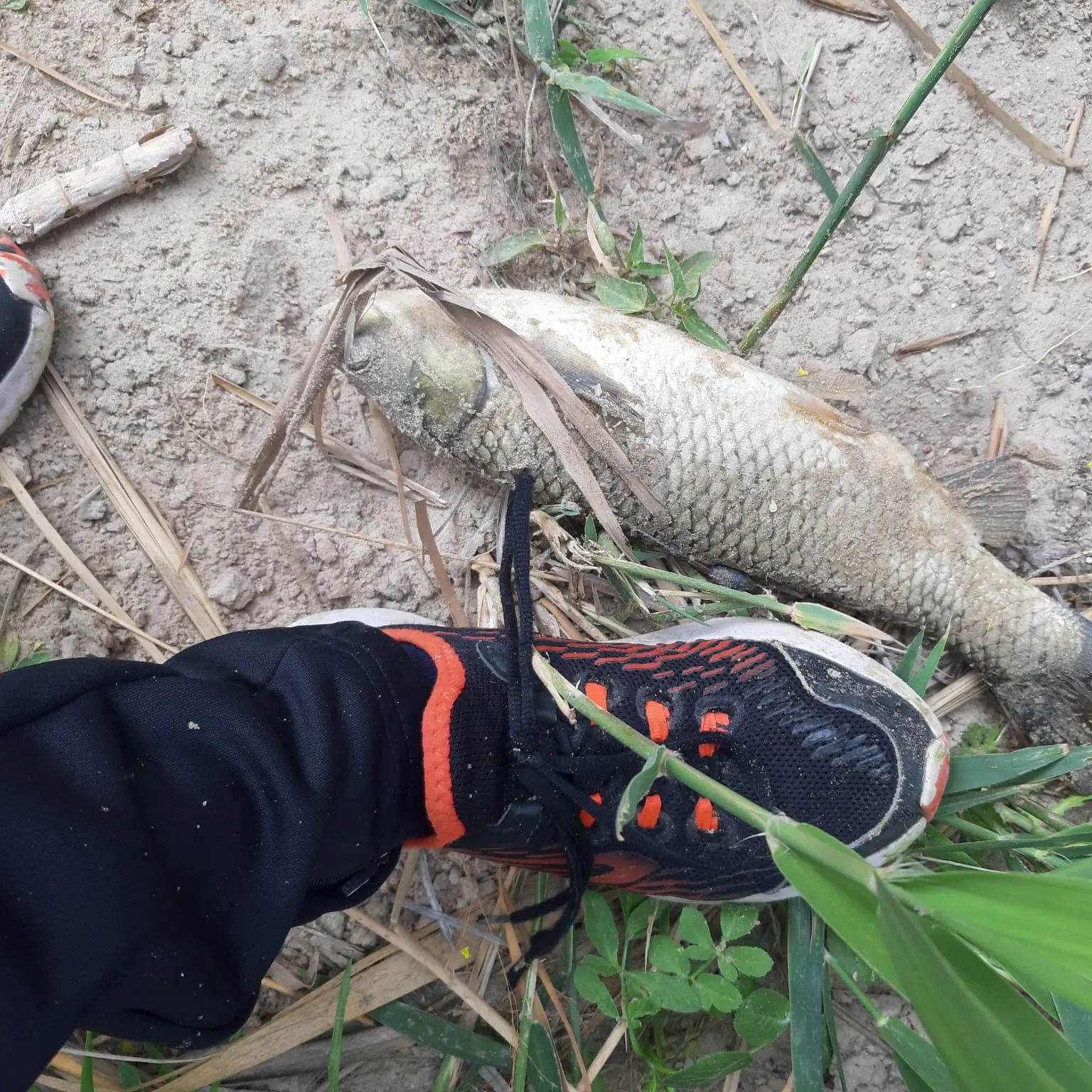The most recent Grass carp catches on Fishbrain