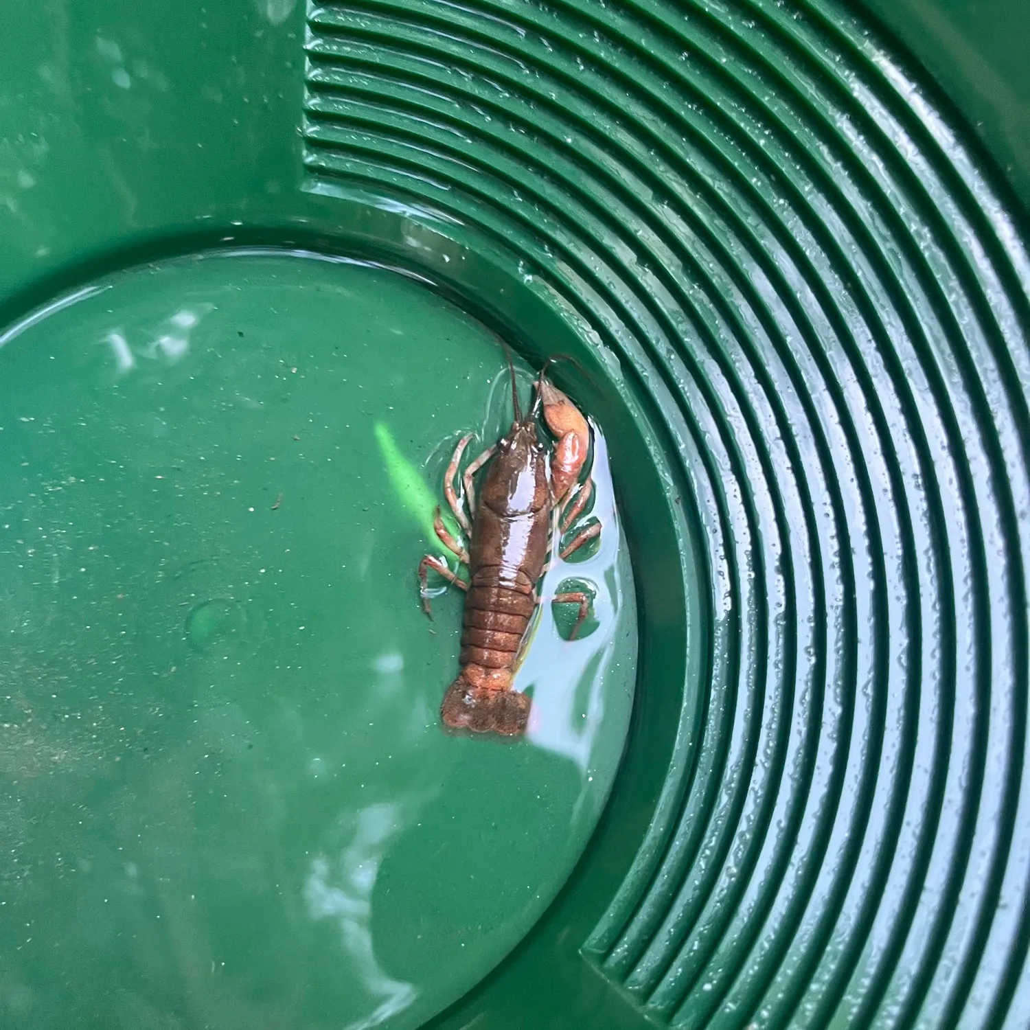 The most recent Appalachian brook crayfish catches on Fishbrain