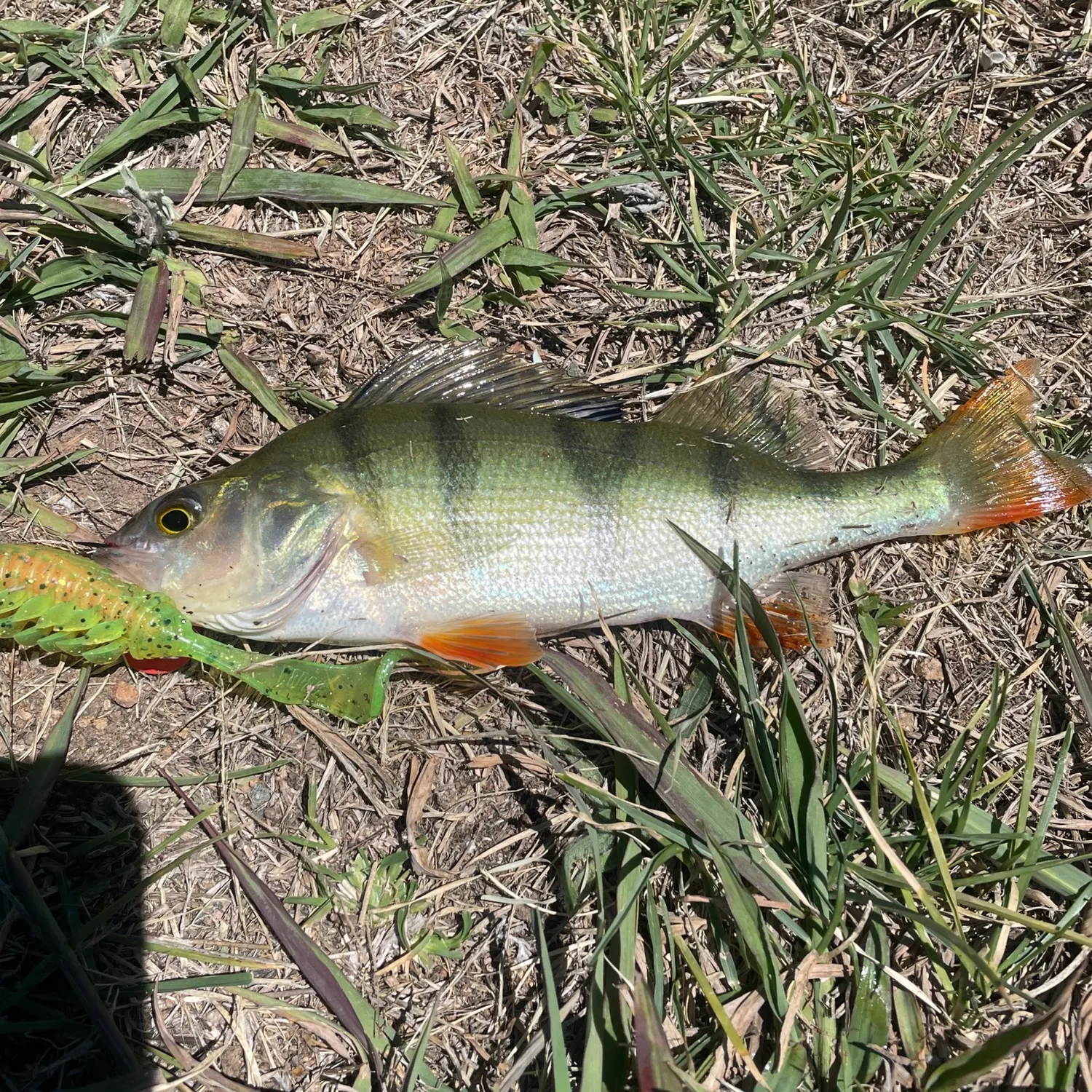 The most recent European perch catches on Fishbrain