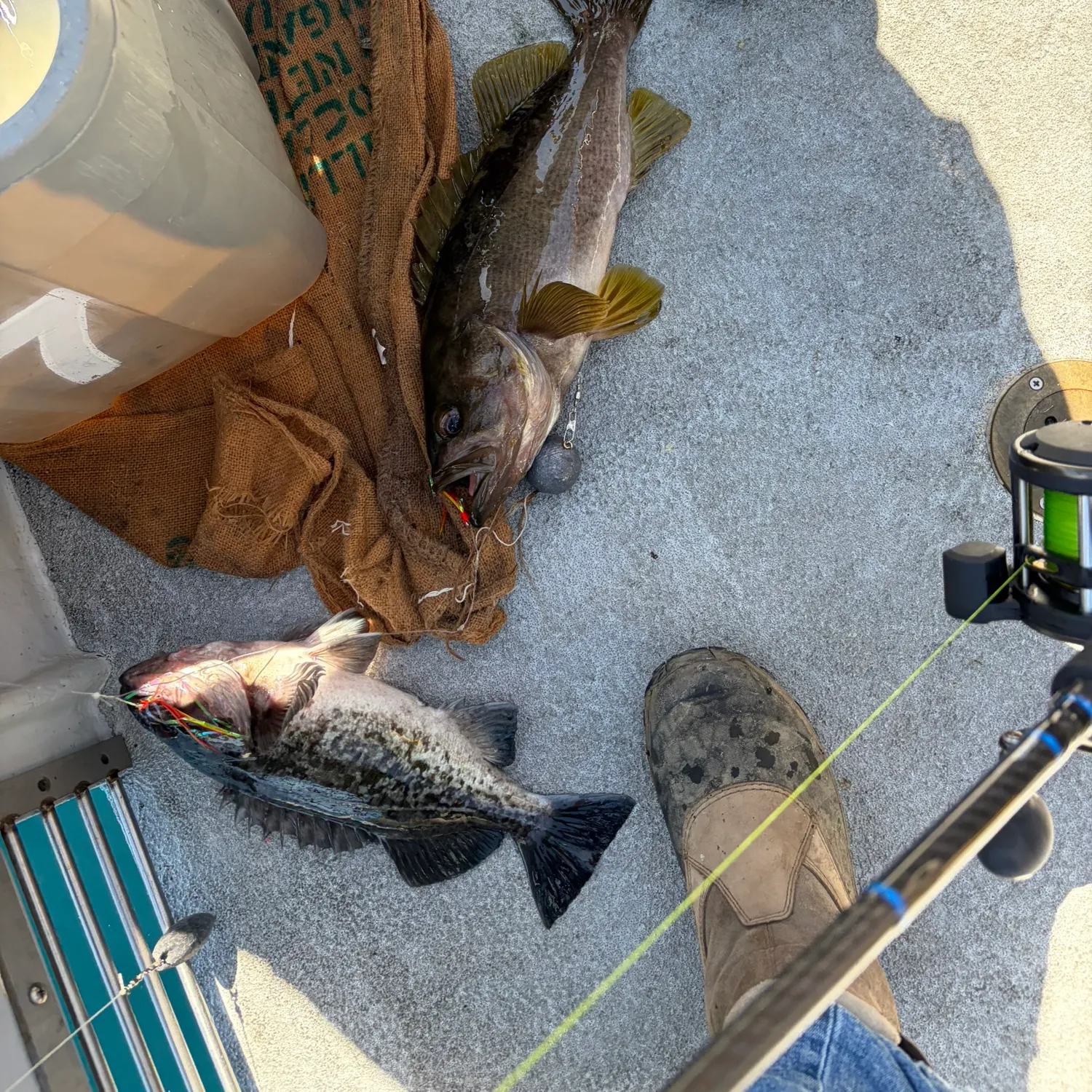 Yellowtail rockfish caught on Fishbrain