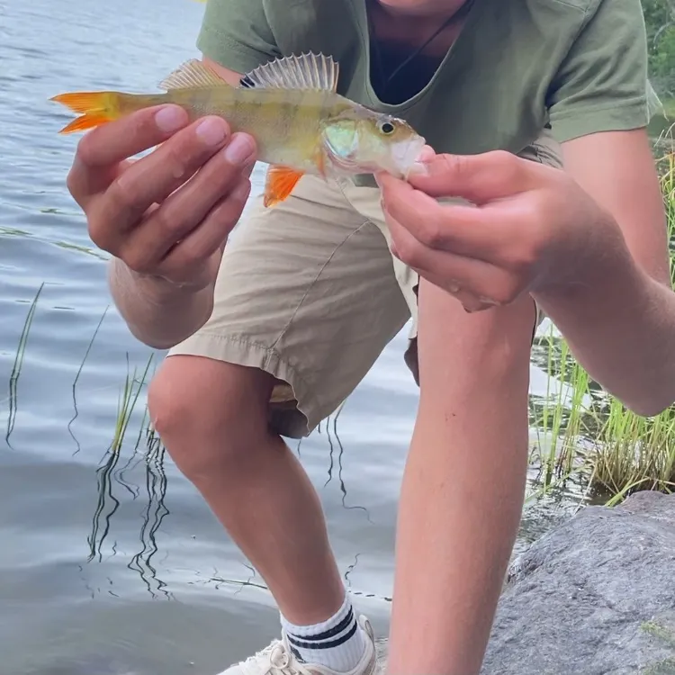 European perch caught on Fishbrain