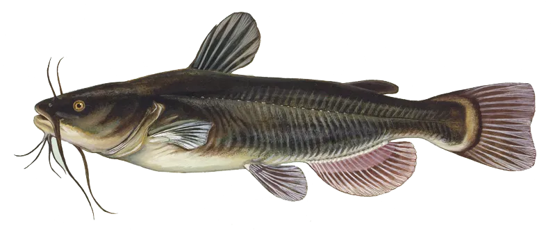 Fishing in Lubbock, TX (United States) ️️️️ Find Spots, Species & Tips