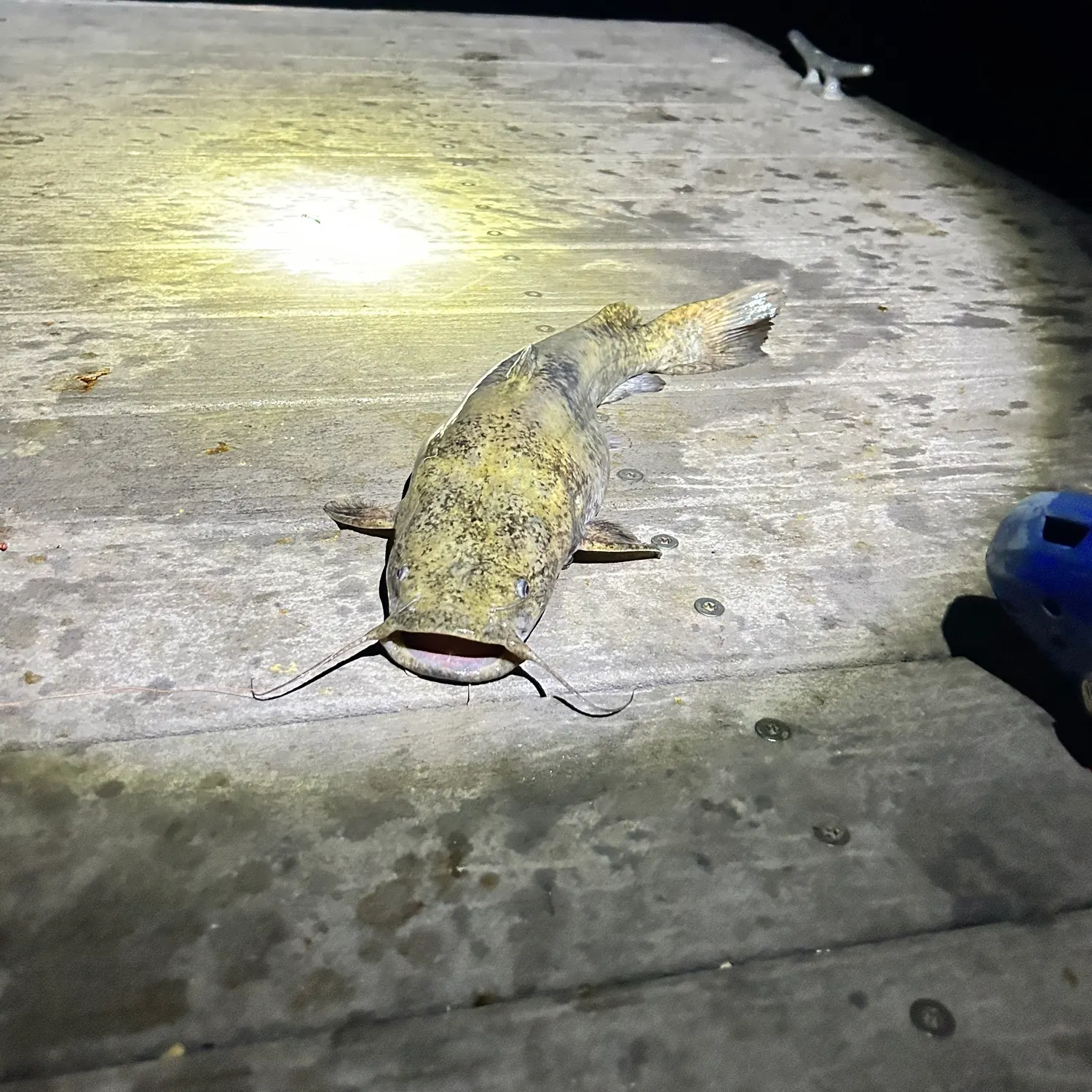Flathead catfish caught on Fishbrain