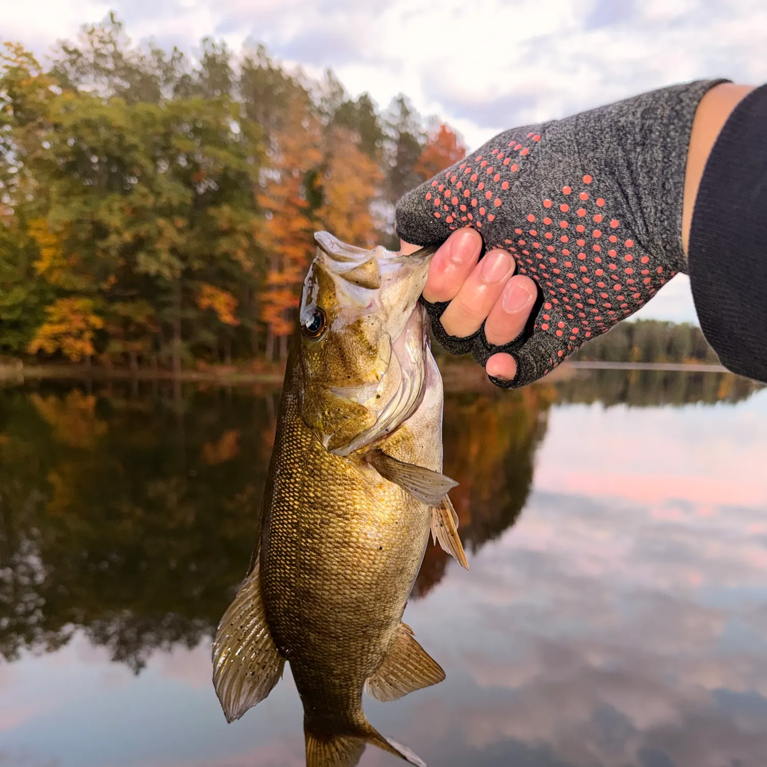 Smallmouth bass caught on Fishbrain
