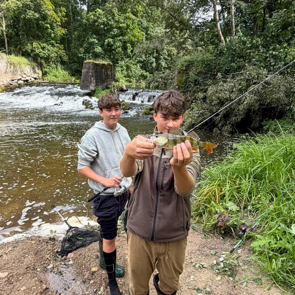 European perch caught on Fishbrain