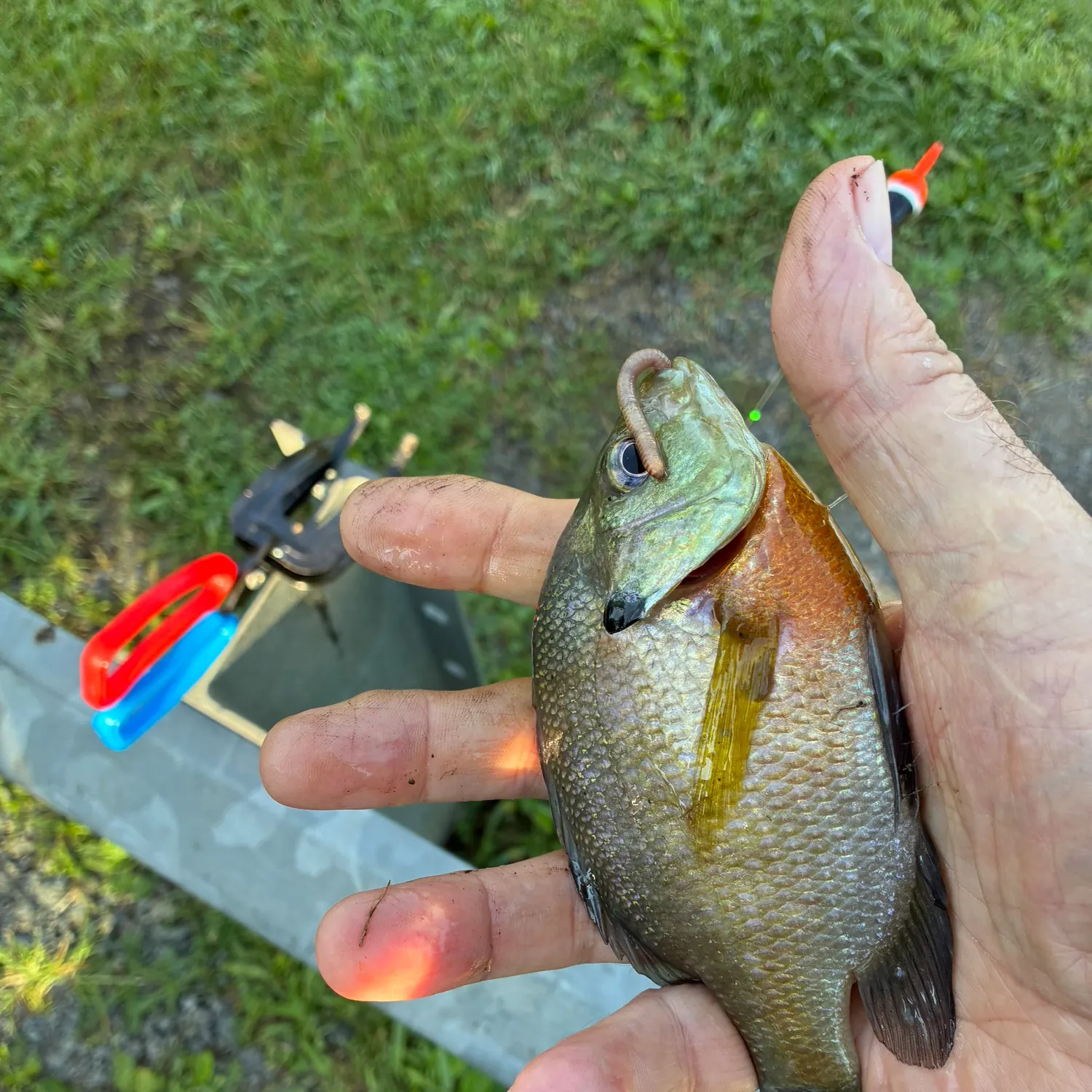 Bluegill caught on Fishbrain