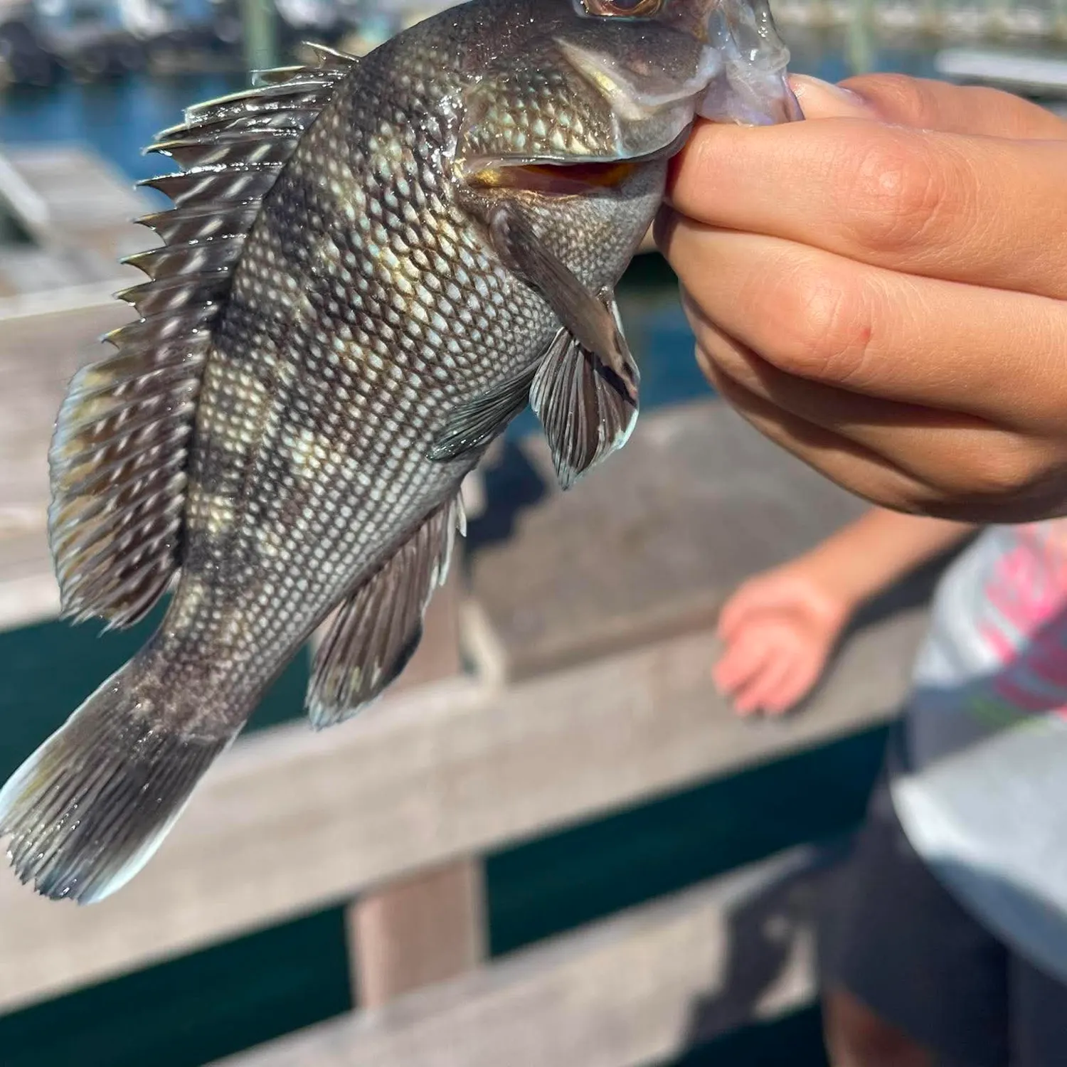Black sea bass caught on Fishbrain