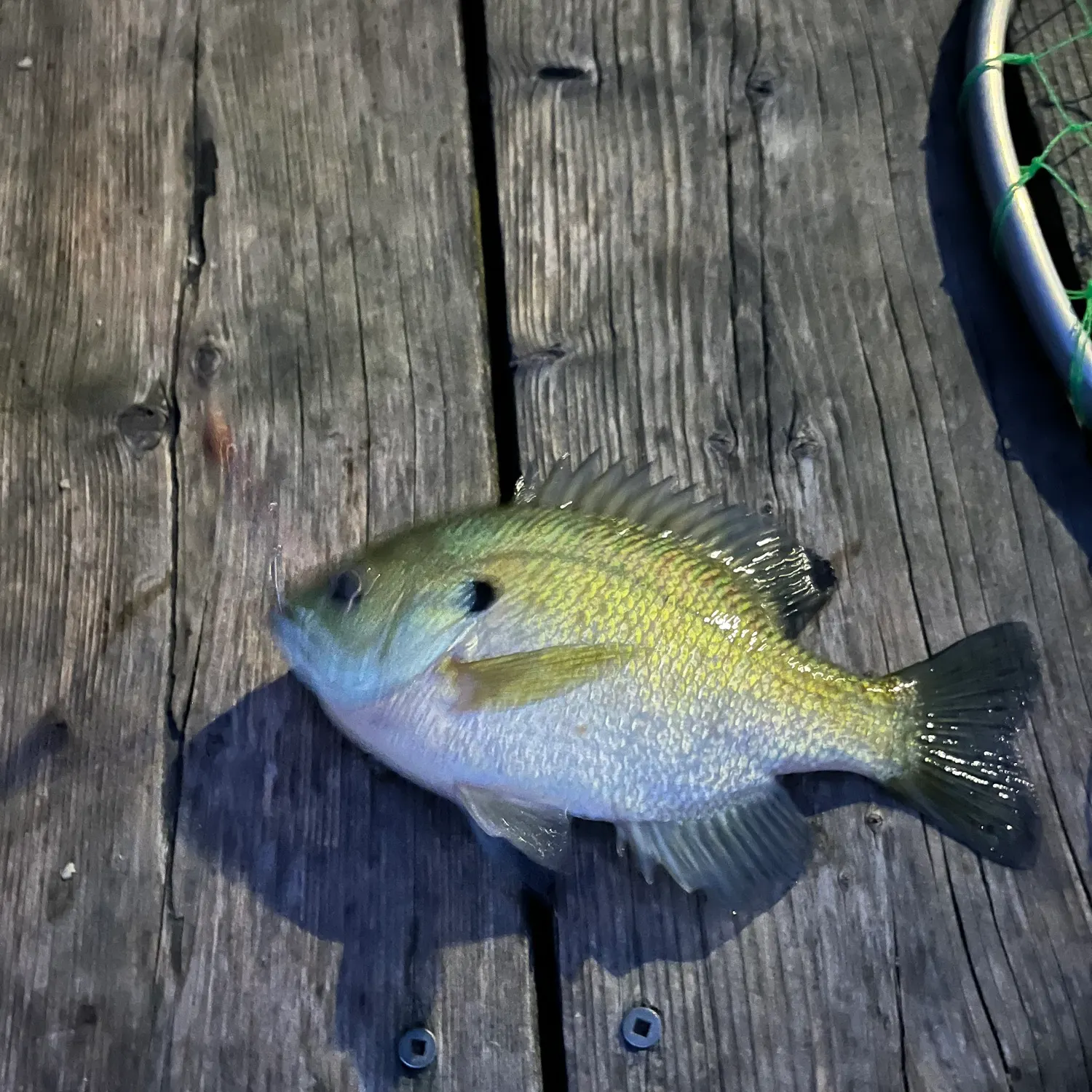 Fish caught on Fishbrain
