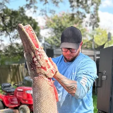 The most recent Alligator gar catches on Fishbrain