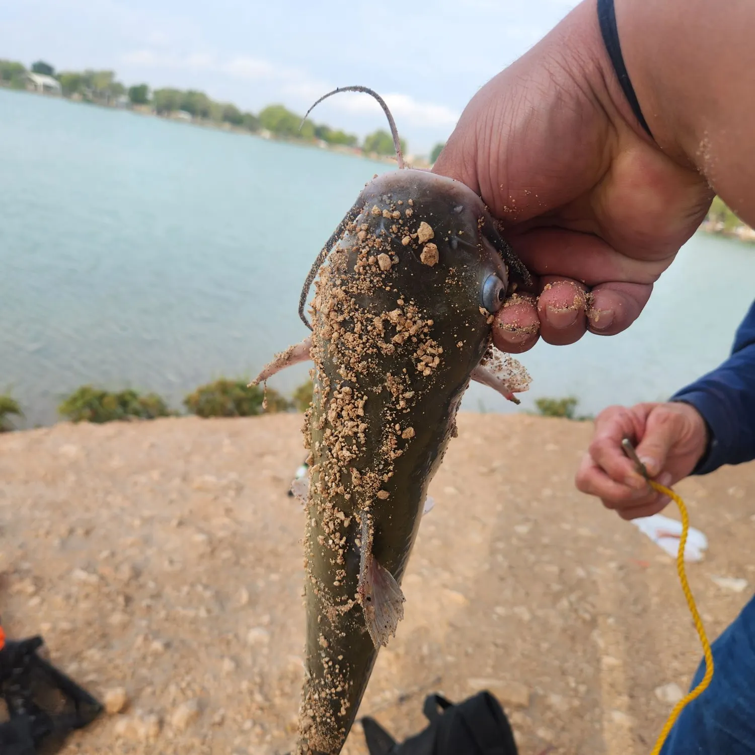 Channel catfish caught on Fishbrain