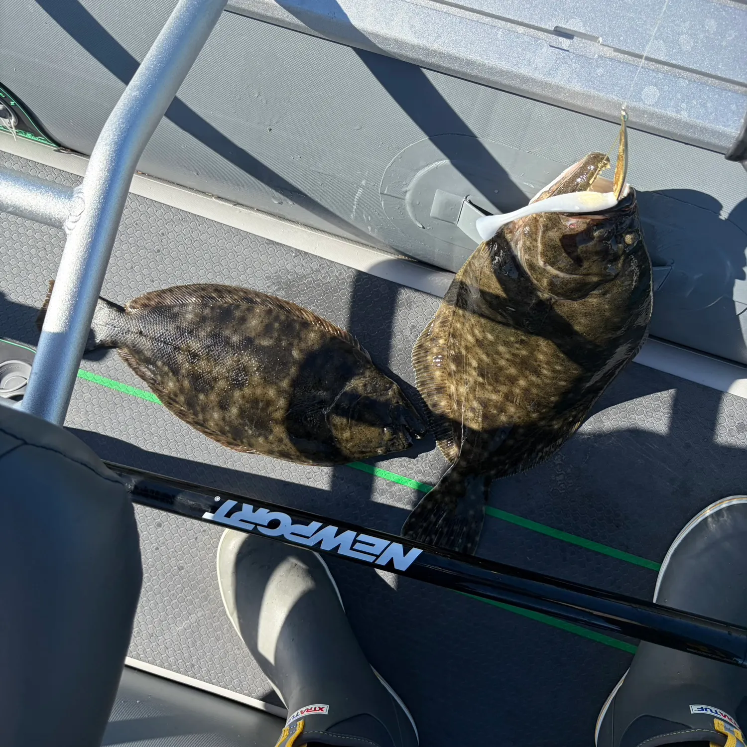 Summer flounder caught on Fishbrain