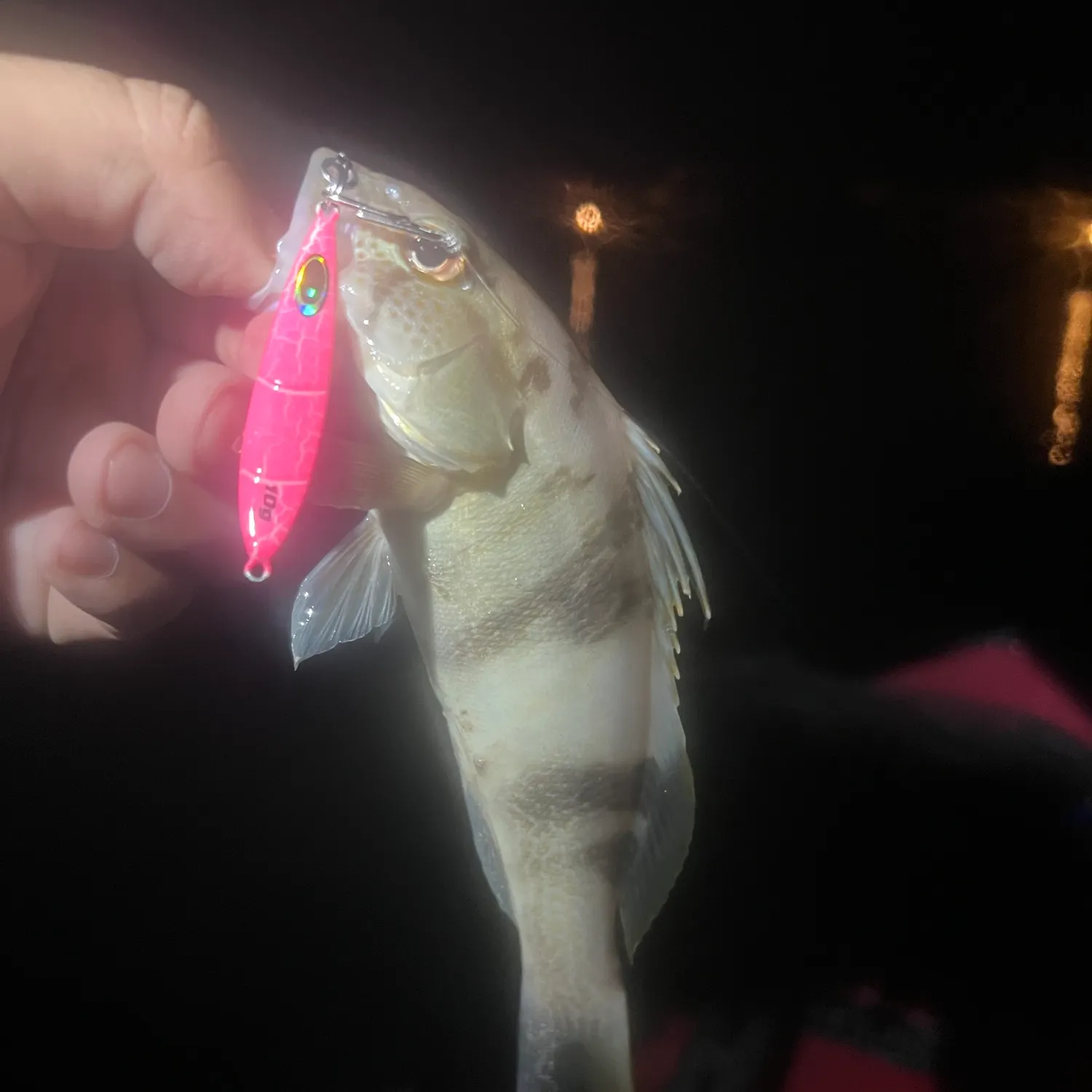 Barred sand bass caught on Fishbrain