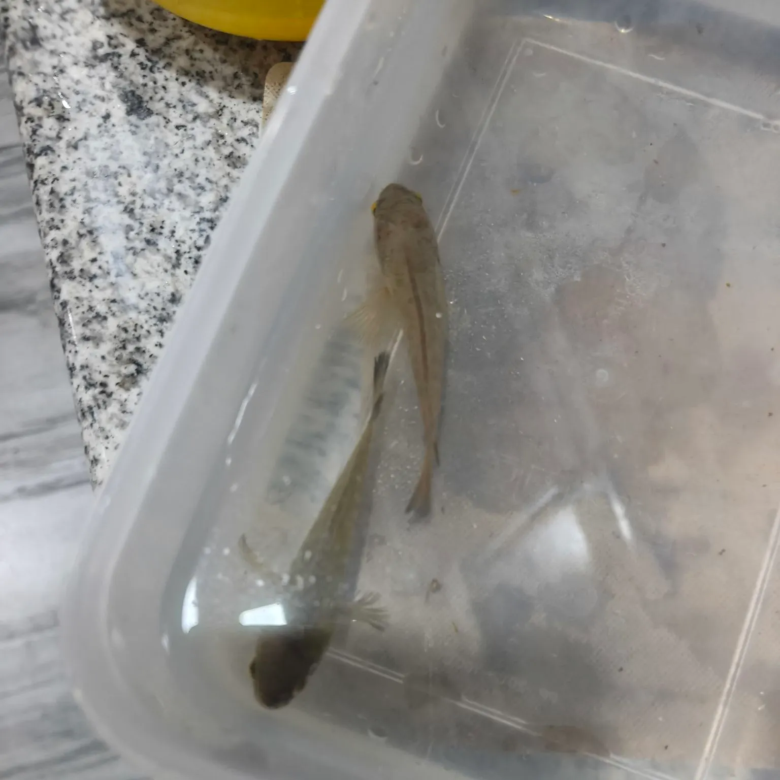 The most recent Kissing gourami catches on Fishbrain