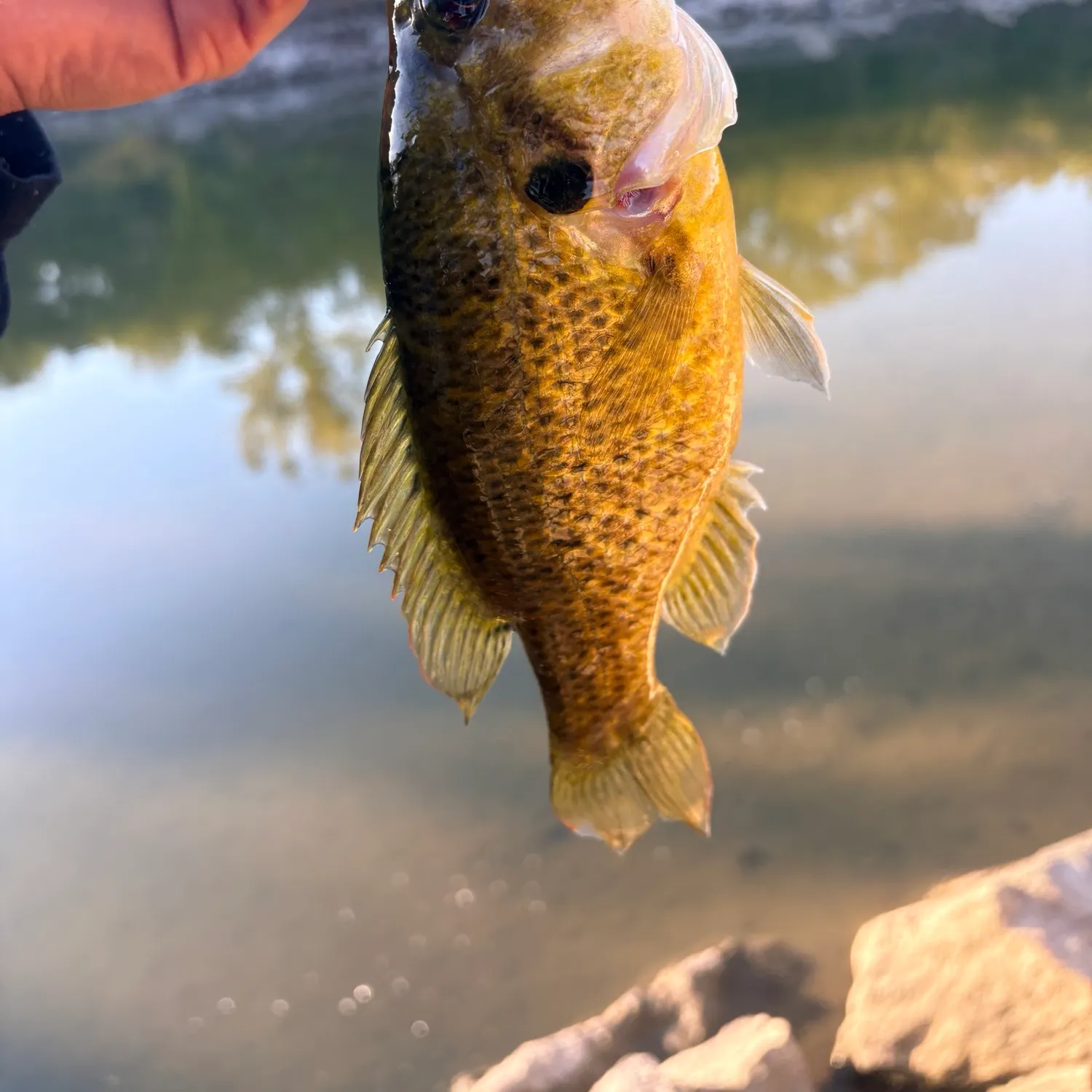 Warmouth caught on Fishbrain