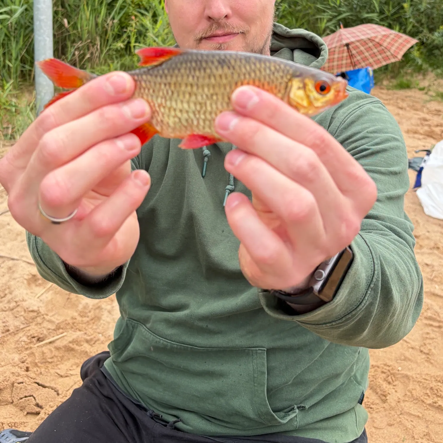 The most recent Common rudd catches on Fishbrain