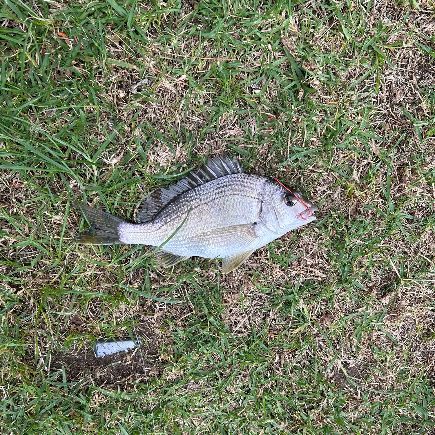 Southern black bream caught on Fishbrain