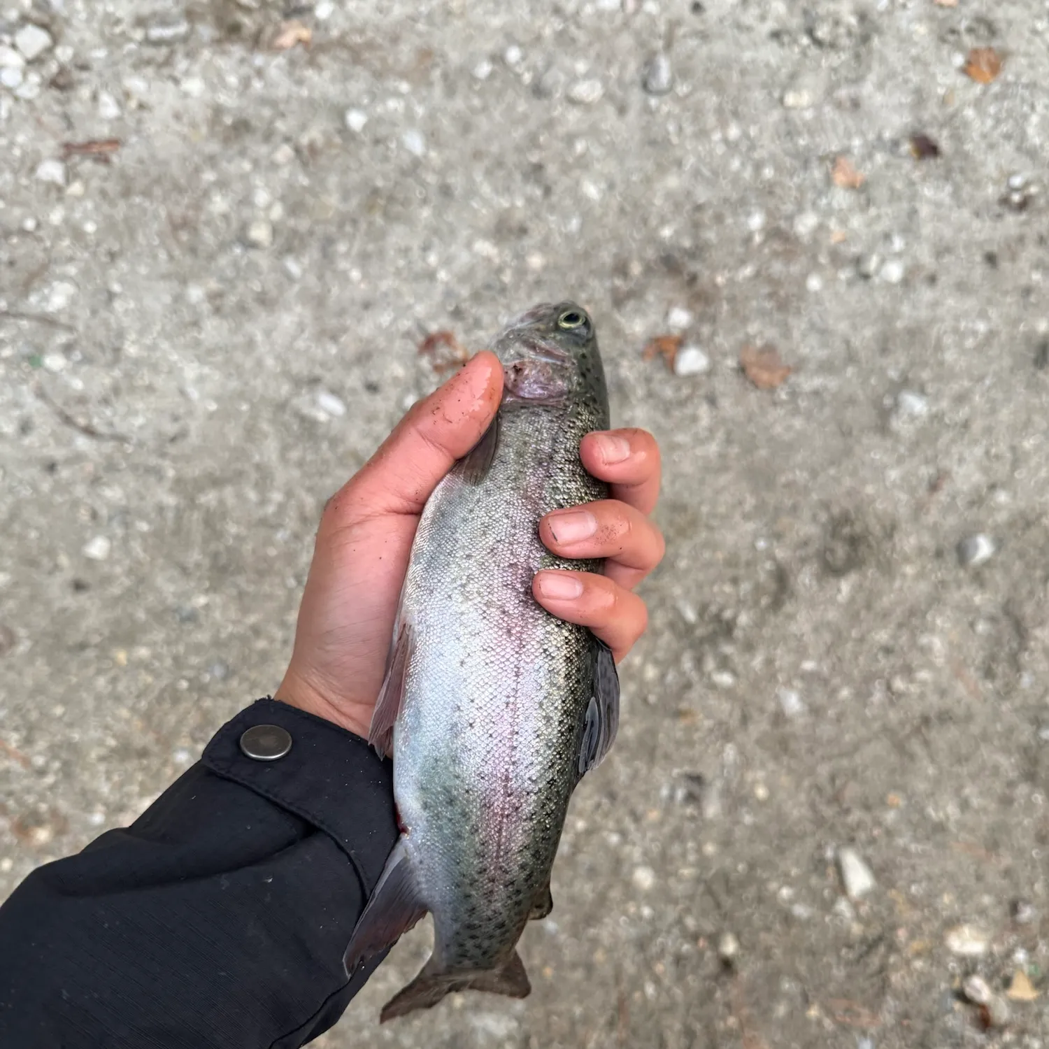 Rainbow trout caught on Fishbrain