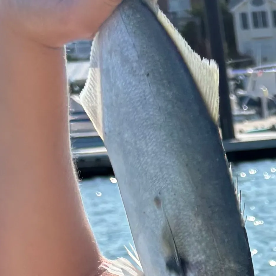 Bluefish caught on Fishbrain