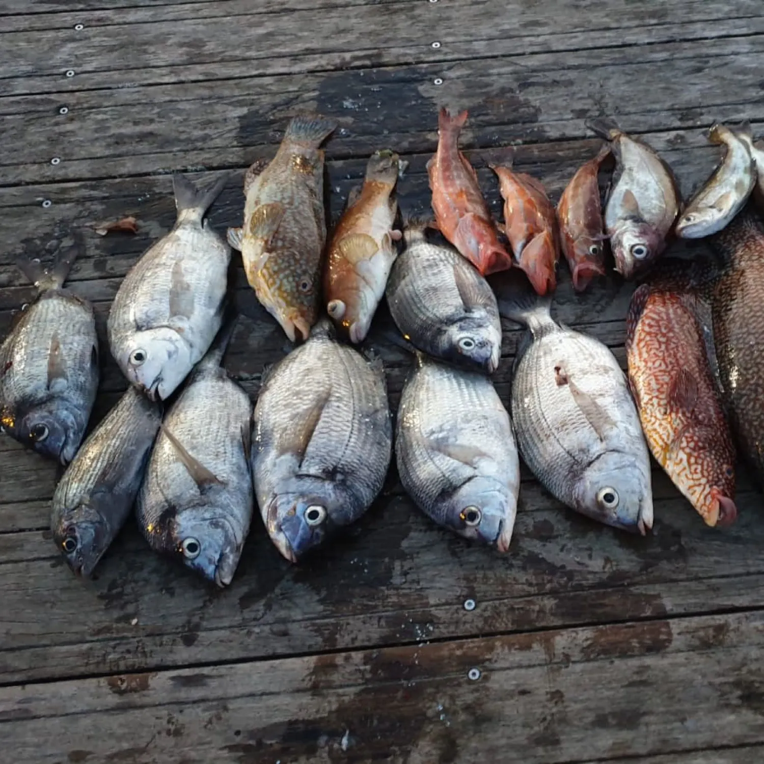 recently logged catches