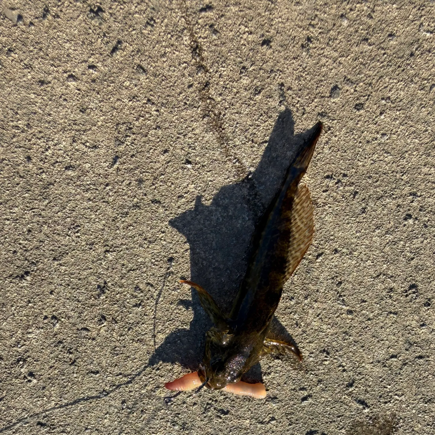 Pacific staghorn sculpin caught on Fishbrain