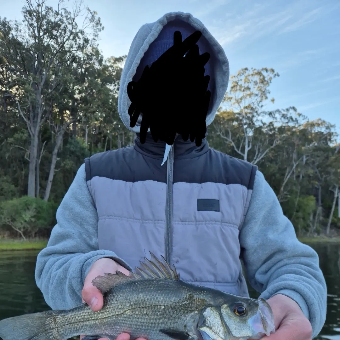 The most recent Estuary perch catches on Fishbrain