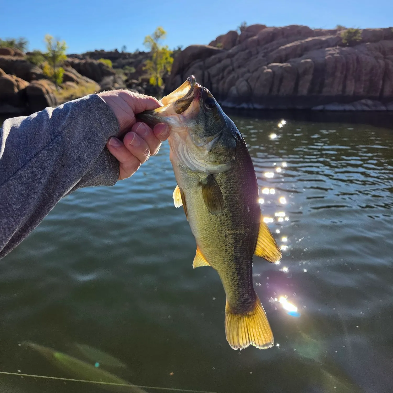 Largemouth bass caught on Fishbrain
