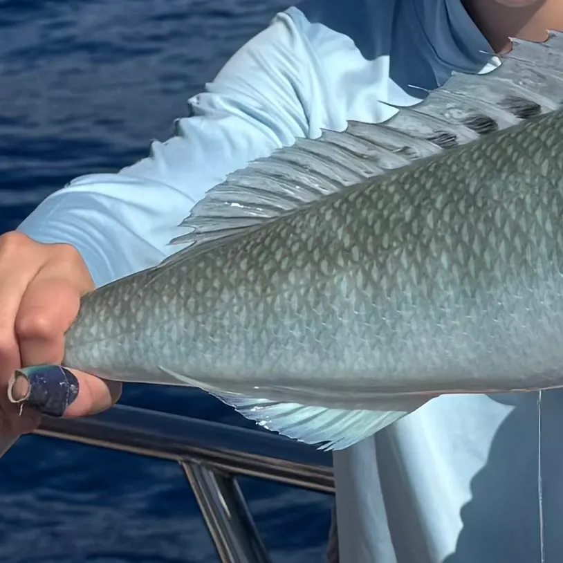 The most recent Green jobfish catches on Fishbrain