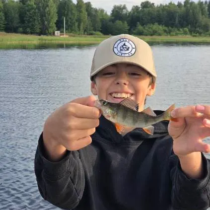 European perch caught on Fishbrain
