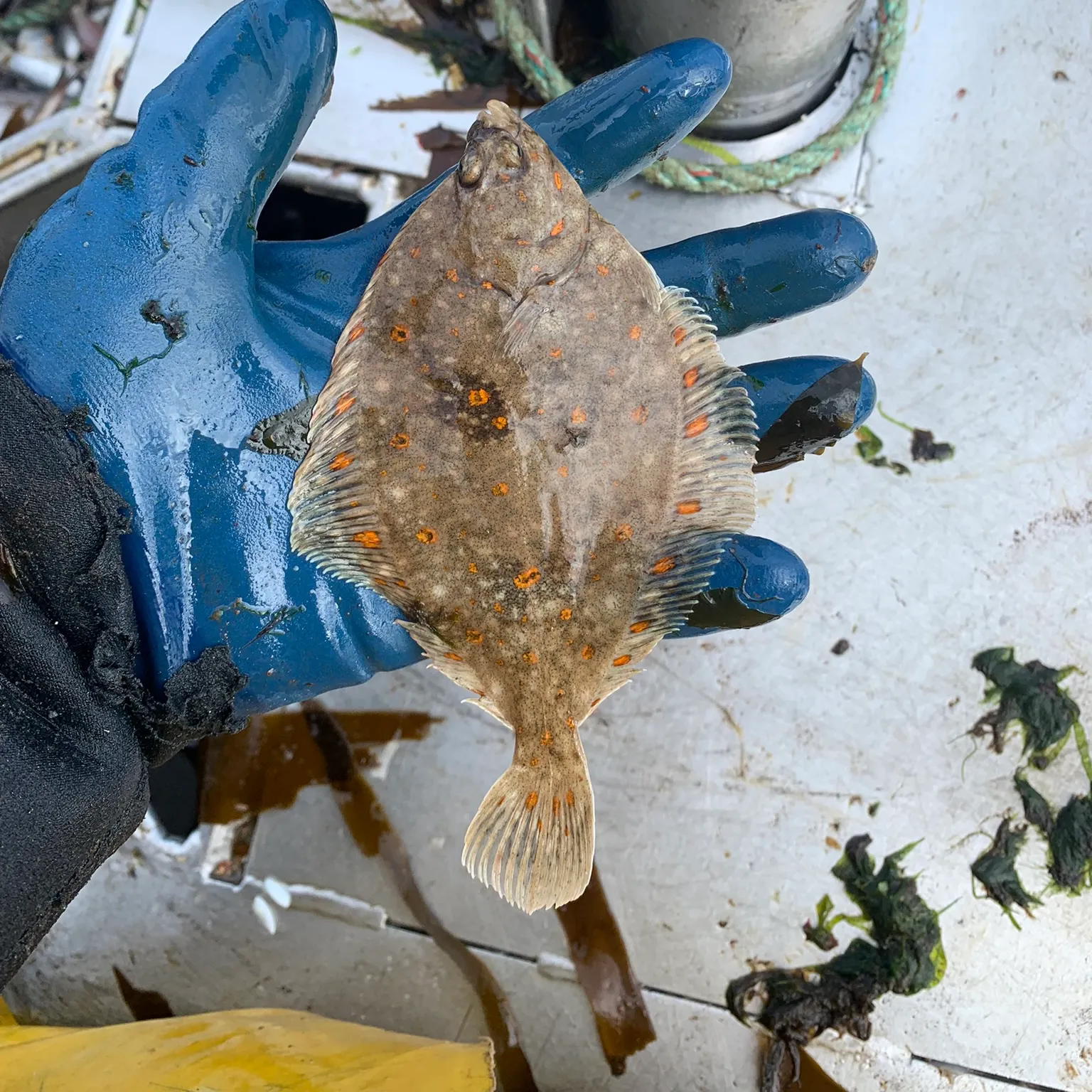 The most recent Common dab catches on Fishbrain