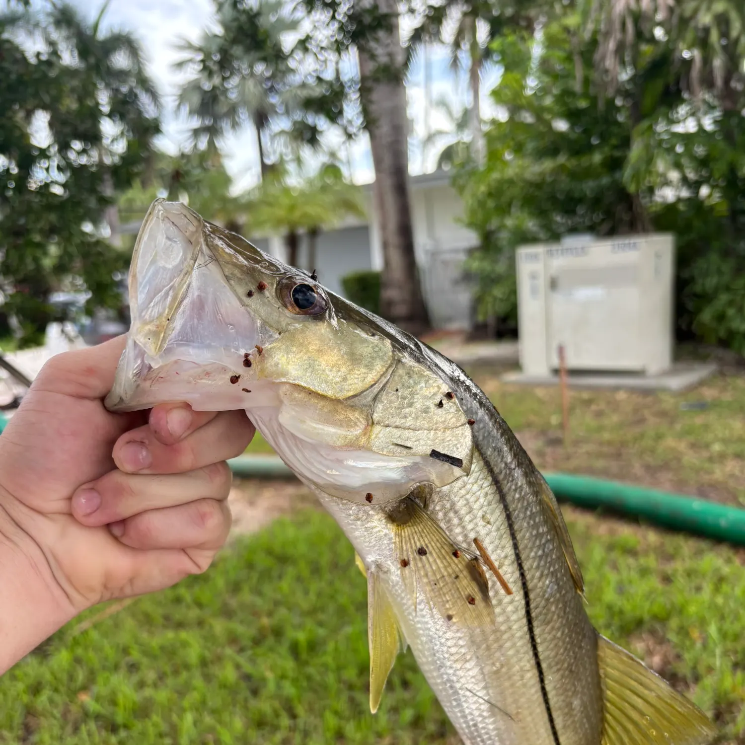 Common snook caught on Fishbrain