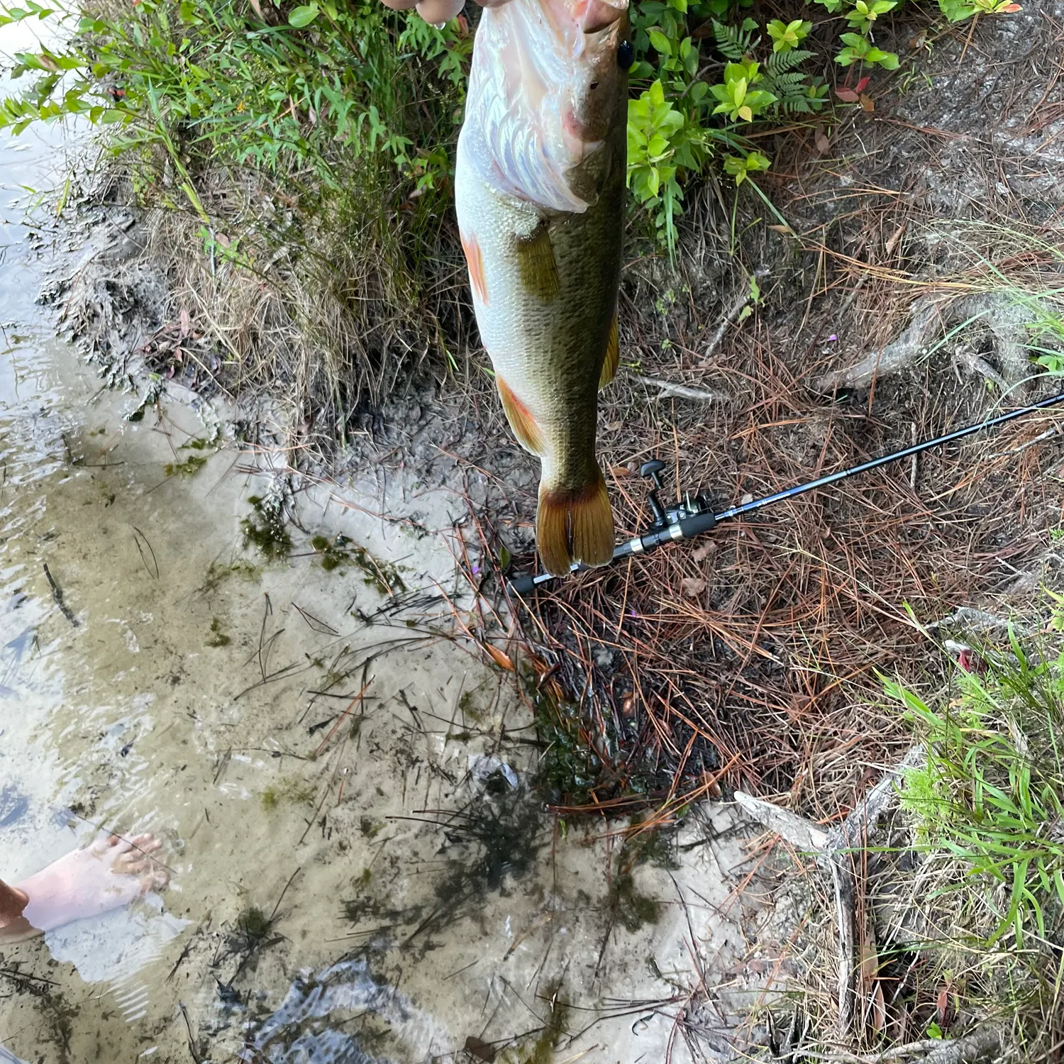 Largemouth bass caught on Fishbrain