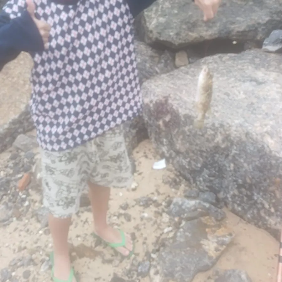 Oceanic puffer caught on Fishbrain