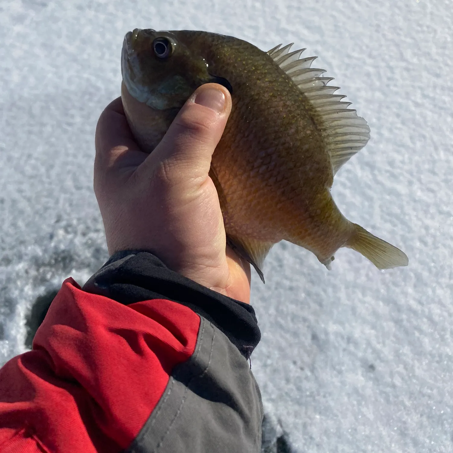 The most recent Rainbow trout catches on Fishbrain